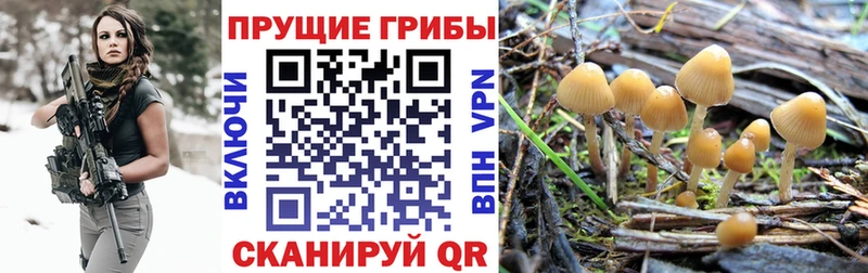 наркота  Бугульма  Псилоцибиновые грибы Psilocybe 